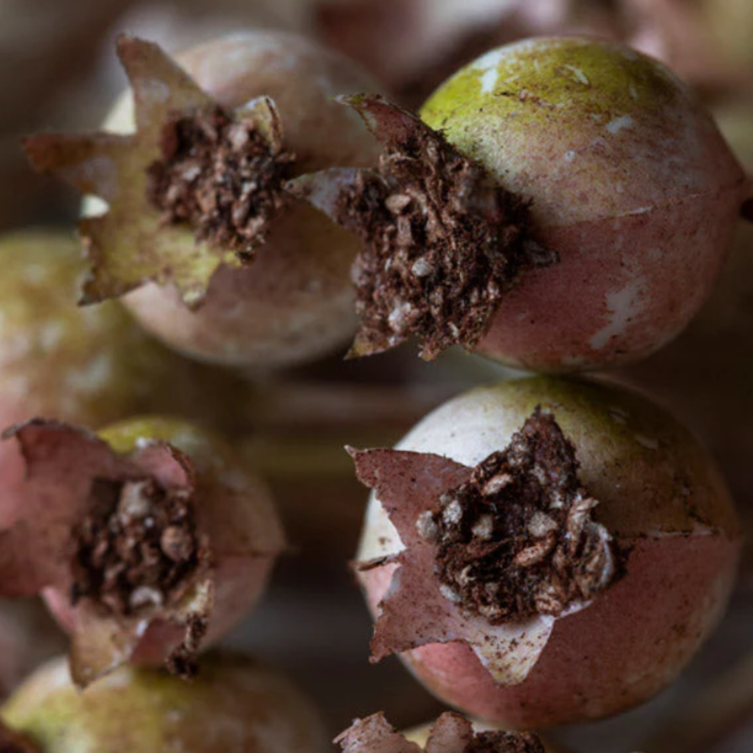Close-up of a cluster of small, round fruits with a brownish exterior and greenish top.