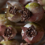 Close-up of a cluster of small, round fruits with a brownish exterior and greenish top.
