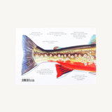 trout of the world hardcover book