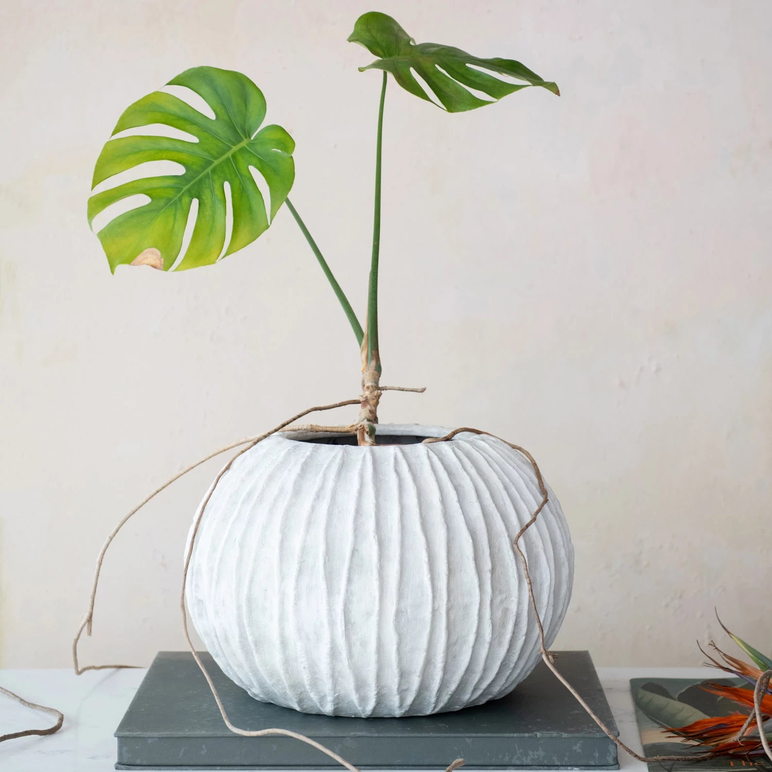 textured round white vase with ribbed design styled with green monstera leaves with neutral background