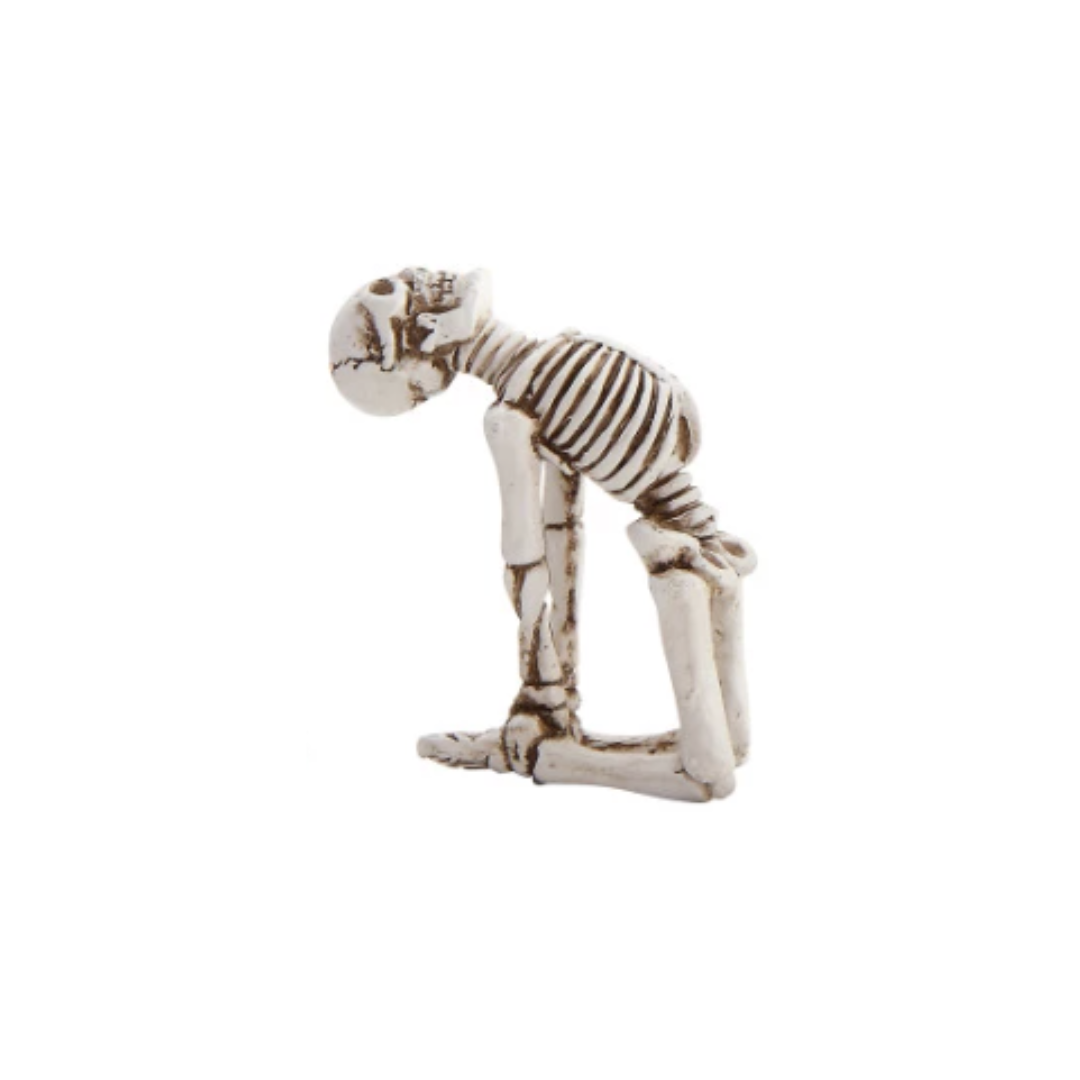Skeletal model of a zebra on a white background