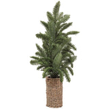 Oslo Pine in Basket