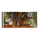 Large tree with thick trunk and branches on a white background