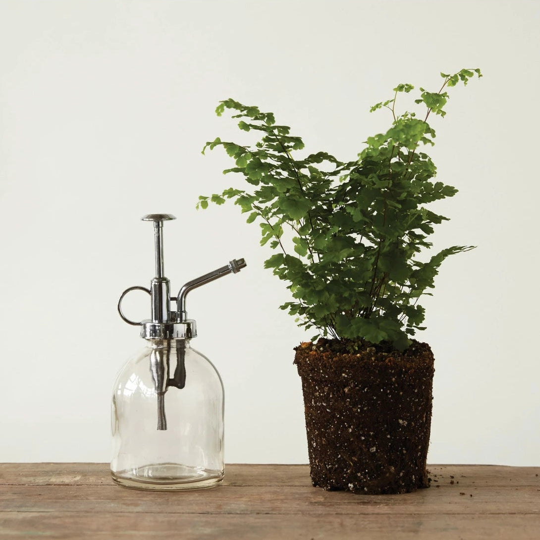 Clear glass plant sprayer next to a potted plant on a wooden surface with a white background