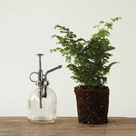 Clear glass plant sprayer next to a potted plant on a wooden surface with a white background