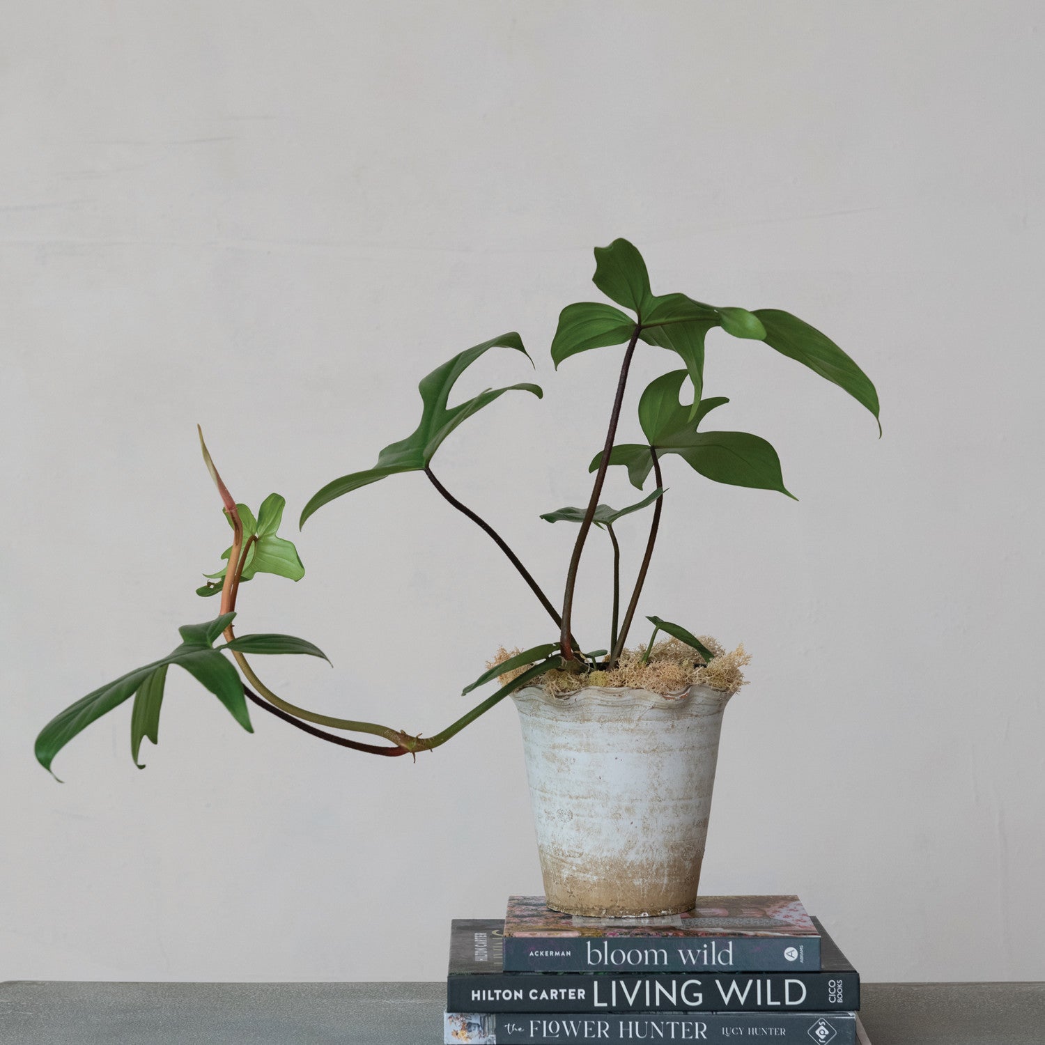 Potted plant on top of two books with a plain background