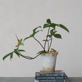 Potted plant on top of two books with a plain background