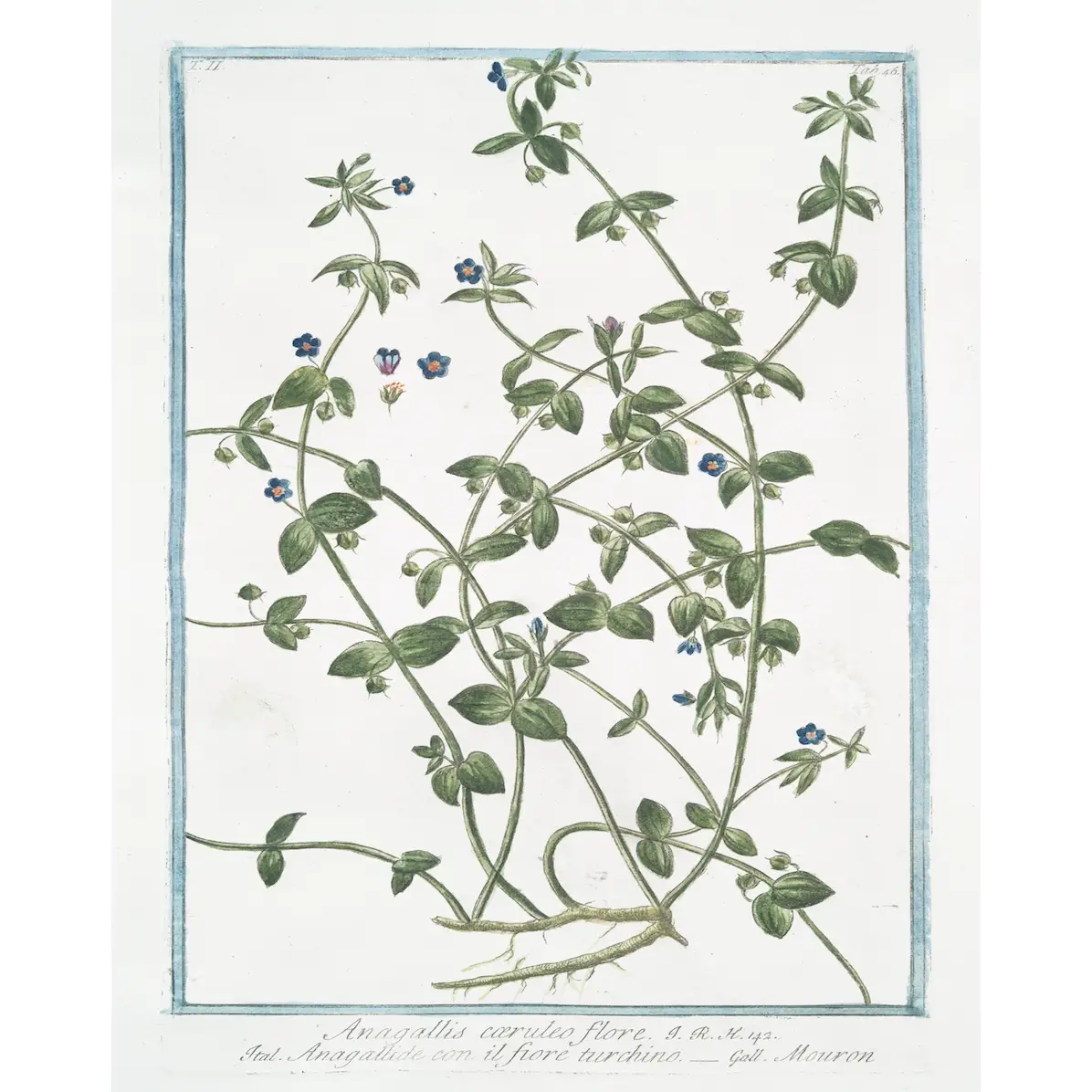 Print, 18th Century Blue Floral Buds - Danshire Market and Design 