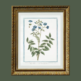 Print, 18th Century Blue Flowers - Danshire Market and Design 