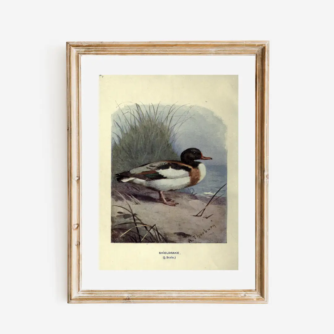 Print, Wild Duck - Danshire Market and Design 