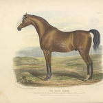 Print, British Racehorse - Danshire Market and Design 