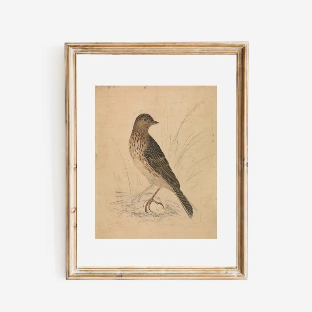 Print, English Meadow Bird - Danshire Market and Design 