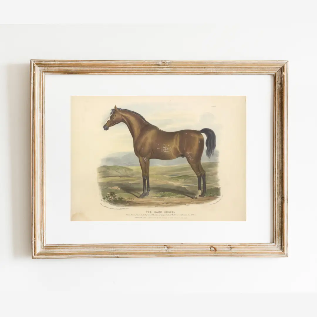 Print, British Racehorse - Danshire Market and Design 