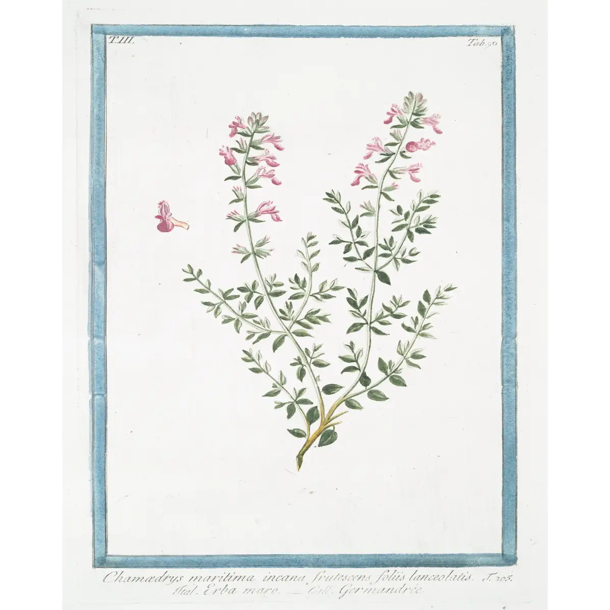 Print, 18th Century Pink Floral - Danshire Market and Design 