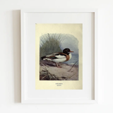 Print, Wild Duck - Danshire Market and Design 