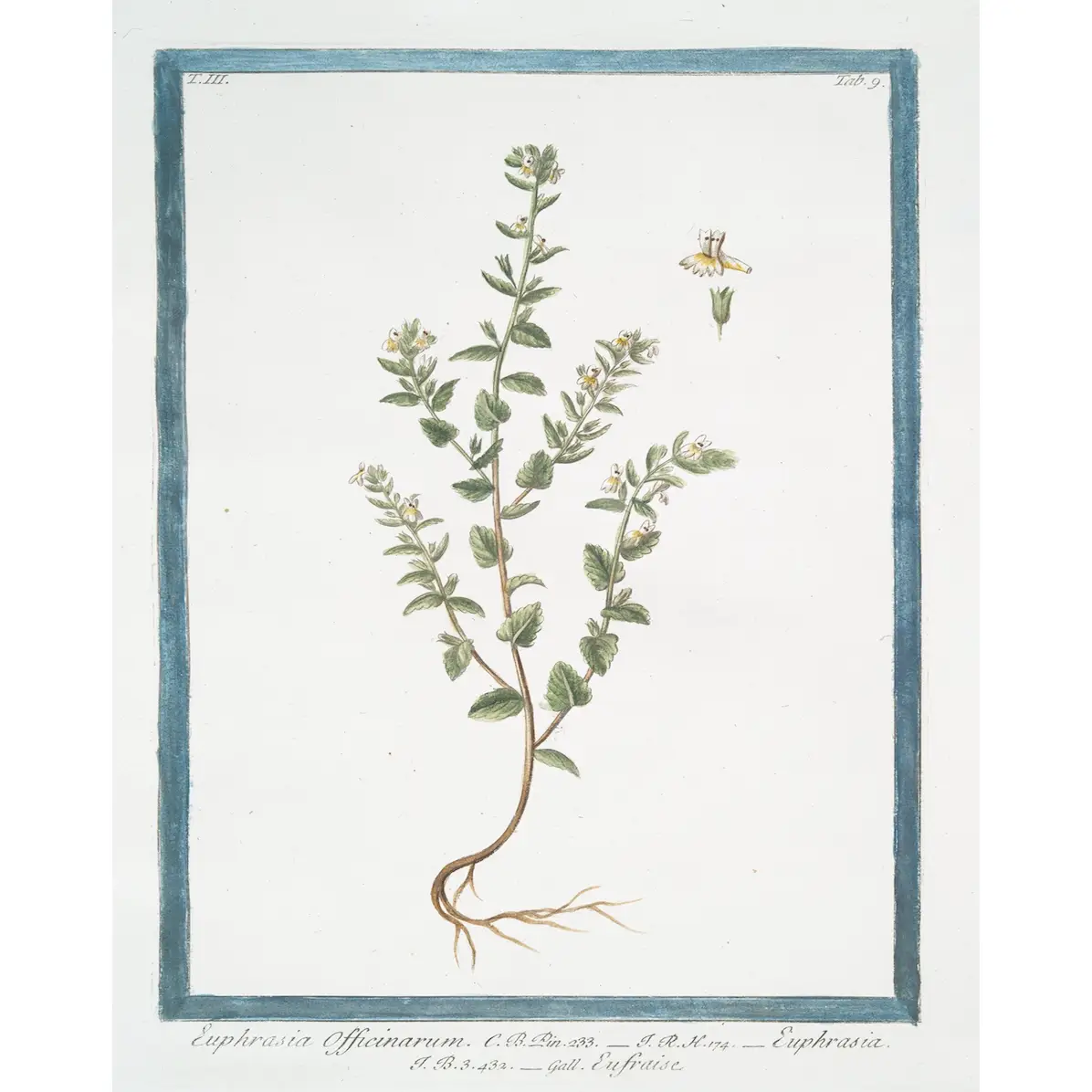 Print, 18th Century White Florals - Danshire Market and Design 