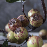 Close-up of green fruits with brown speckles on a branch against a blurred background