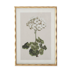 Framed botanical print of a white flower and green leaves on a beige background