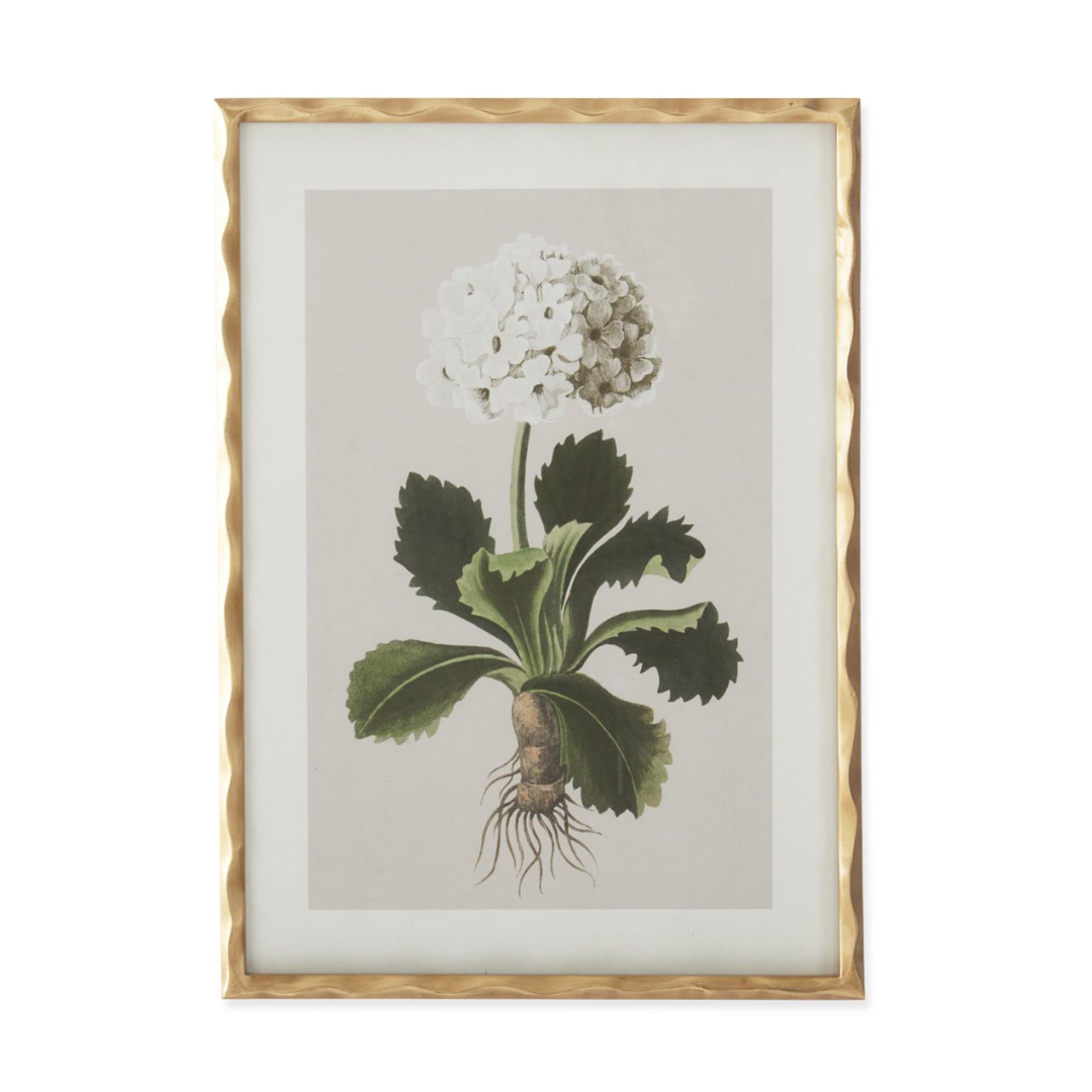 Framed botanical print of a plant with a white flower on a beige background