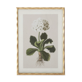 Framed botanical print of a plant with a white flower on a beige background