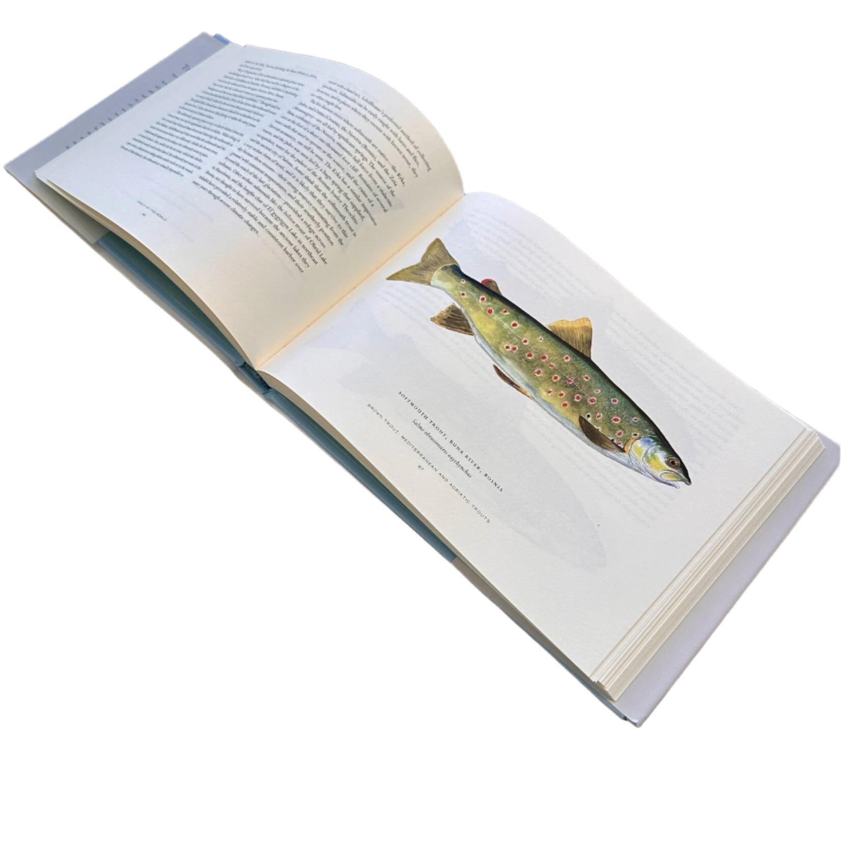 trout of the world hardcover book