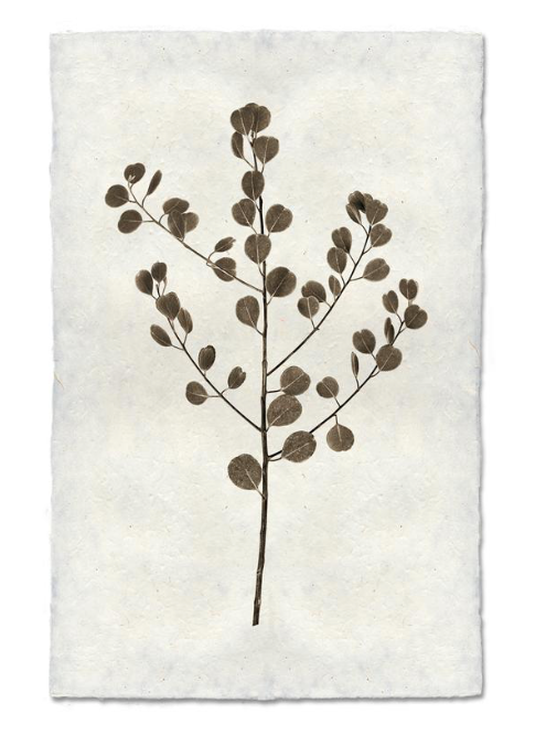 Print, Barlogo, 20x30 - Danshire Market and Design 
