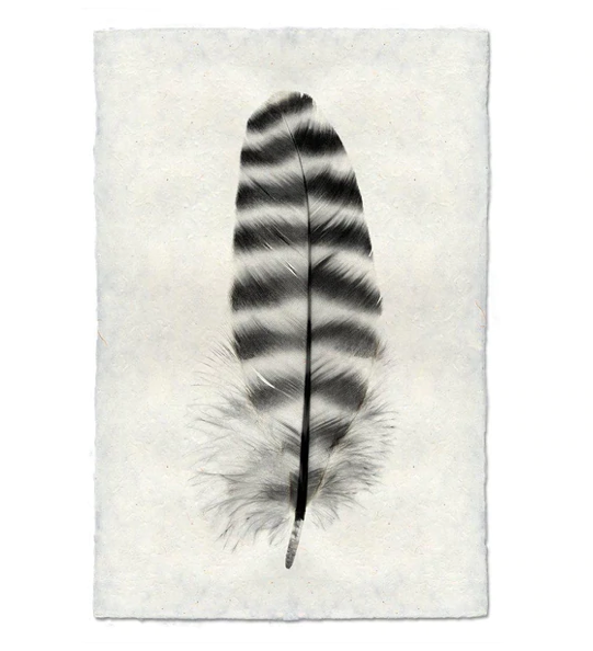 Print, Barlogo, 20x30 - Danshire Market and Design 
