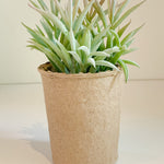 Faux Succulent in Paper Pot - Danshire Market and Design 