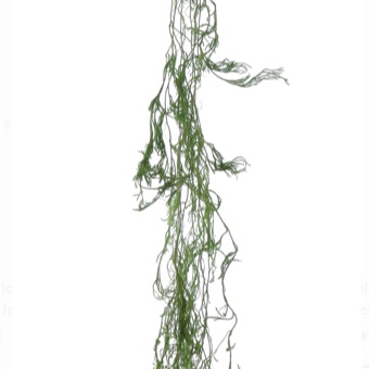 Creeping Cedar - Danshire Market and Design 