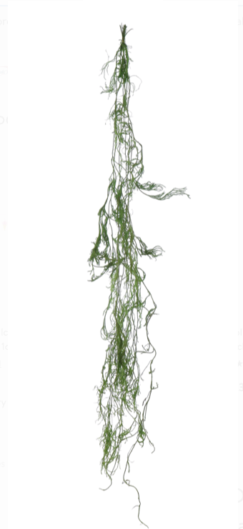 Creeping Cedar - Danshire Market and Design 