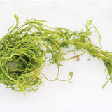 Creeping Cedar - Danshire Market and Design 