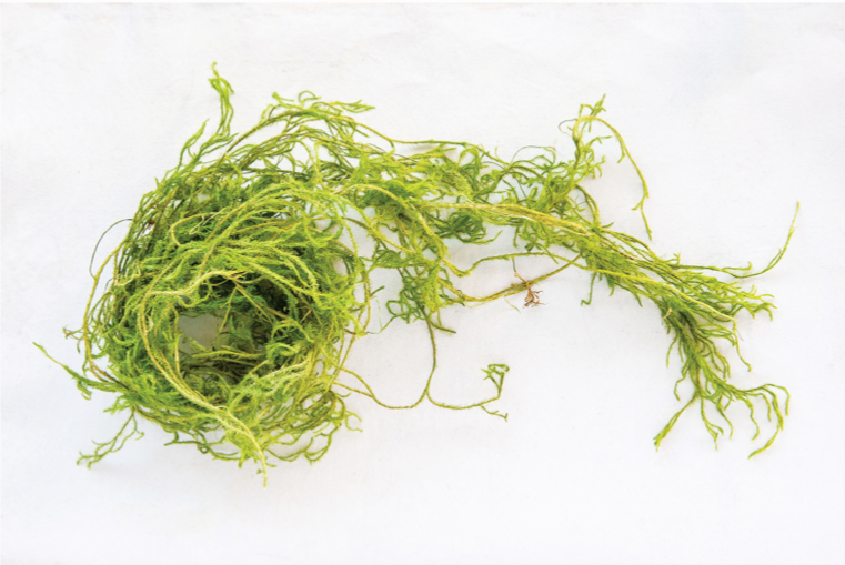 Creeping Cedar - Danshire Market and Design 