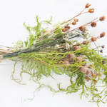 Creeping Cedar - Danshire Market and Design 