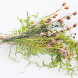 Creeping Cedar - Danshire Market and Design 