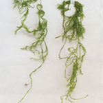 Creeping Cedar - Danshire Market and Design 