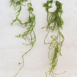 Creeping Cedar - Danshire Market and Design 