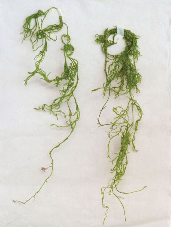 Creeping Cedar - Danshire Market and Design 