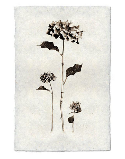 Print, Barlogo, 20x30 - Danshire Market and Design 
