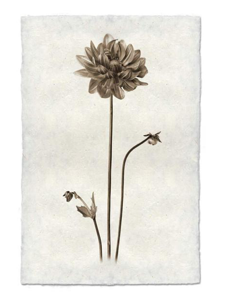 Print, Barlogo, 20x30 - Danshire Market and Design 