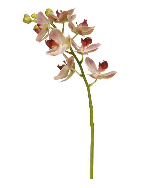 Stem, Orchid 24"L - Danshire Market and Design 