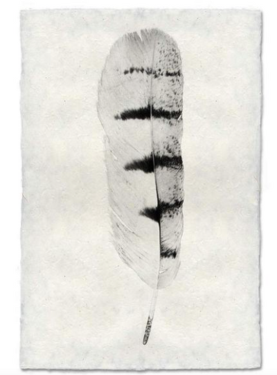 Print, Barlogo, 20x30 - Danshire Market and Design 
