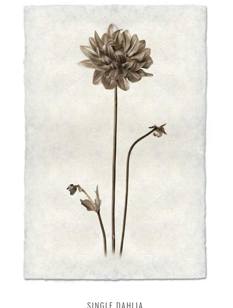 Print, Barlogo, 20x30 - Danshire Market and Design 