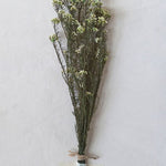 Sago Bush Bunch - green , dried flowers 