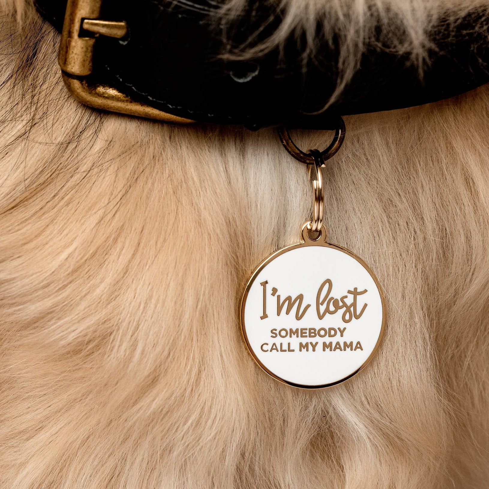 Customizable Engraved Pet ID Tags - Danshire Market and Design 
