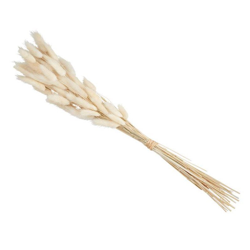 Preserved Lagrus Grass - Danshire Market and Design 