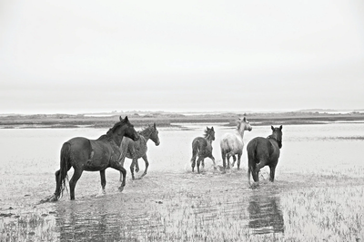Book, Wild Horses of Cumberland Island - Danshire Market and Design 
