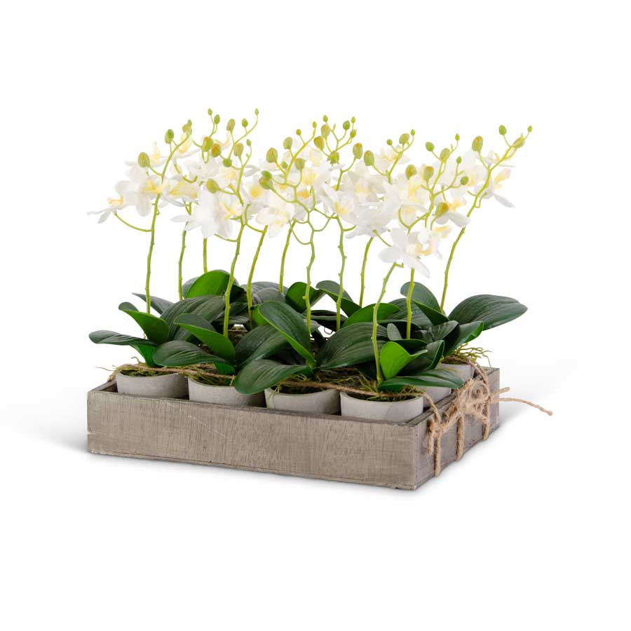Potted White Orchid - Danshire Market and Design 