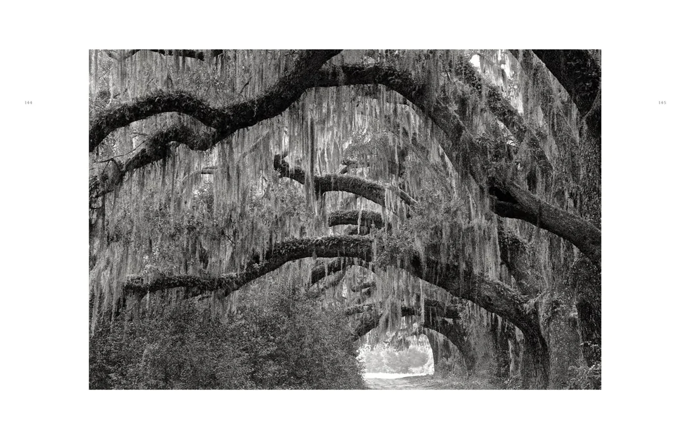Book, Wild Horses of Cumberland Island - Danshire Market and Design 