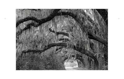 Book, Wild Horses of Cumberland Island - Danshire Market and Design 