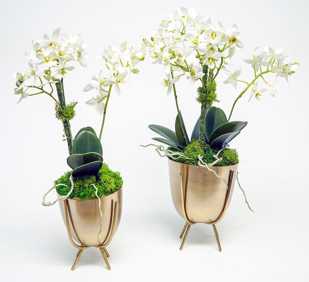 Mini Orchid in Gold Plant Stand - Danshire Market and Design 